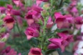 Digiplexis Twilight Plum with tubular plum coloured flowers